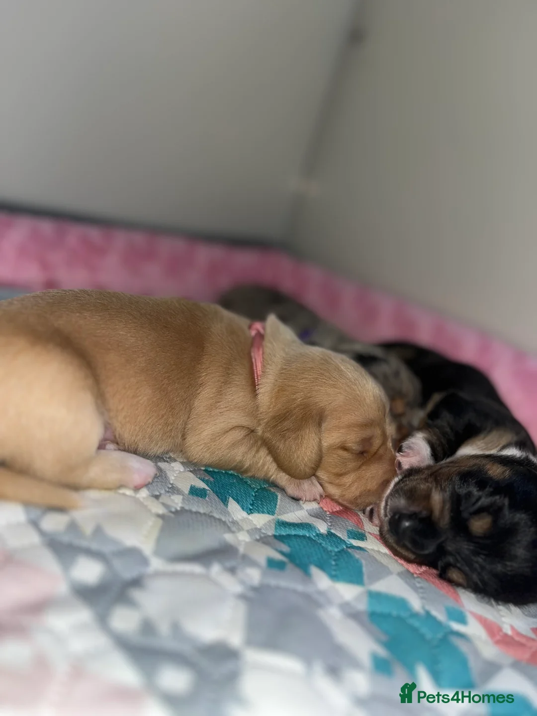 Miniature Dachshund dogs for sale: Minature Dachshunds (cream carriers) - Advert 1