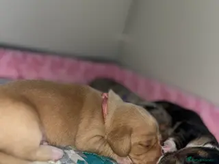 Miniature Dachshund dogs Minature Dachshunds (cream carriers) - Advert 1