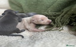 Italian Greyhound dogs for sale: Beautiful Italian greyhounds - Polish Bloodlines - Image 18