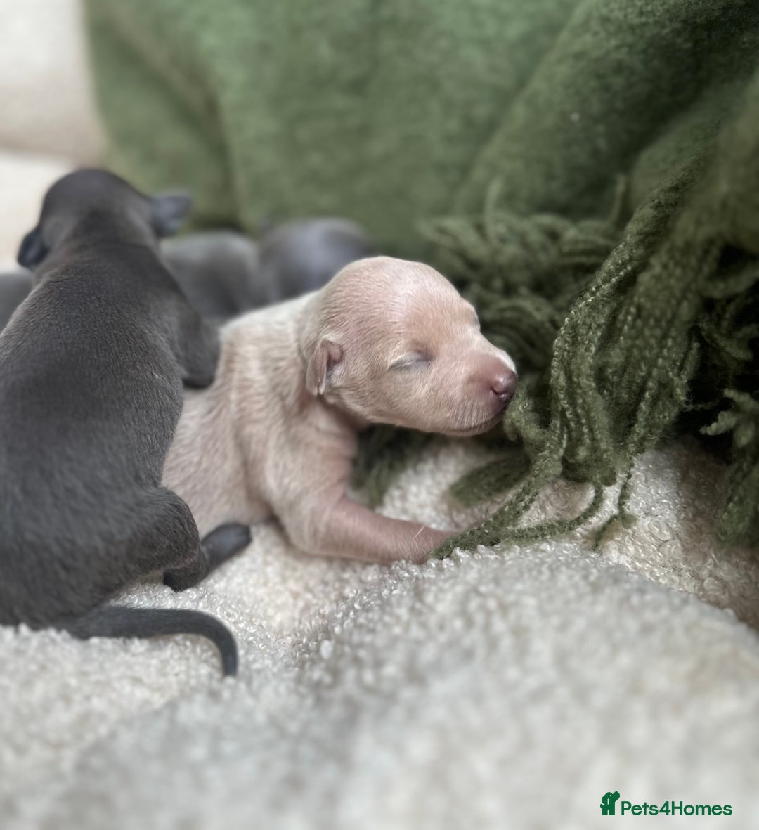 Italian Greyhound dogs for sale: Beautiful Italian greyhounds - Polish Bloodlines - Image 18