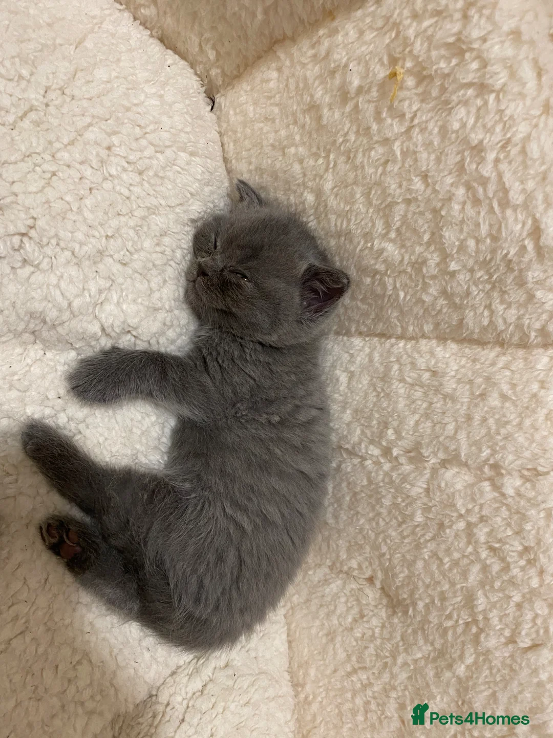 British Shorthair cats for sale: Beautiful British Shorthair kittens available 🐾 in Poole - Advert 1