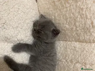 British Shorthair cats Beautiful British Shorthair kittens available 🐾 - Advert 2