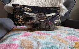 Chihuahua dogs for sale: Stunning Babies looking for forever 5* homes - Image 8