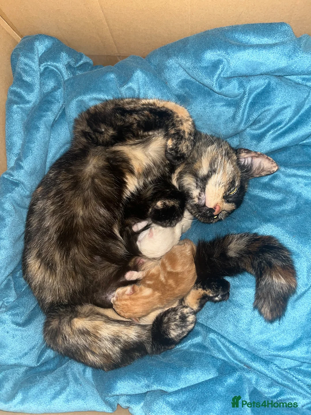 Domestic Shorthair cats for sale: Beautiful ginger kittens for sale  - Advert 12