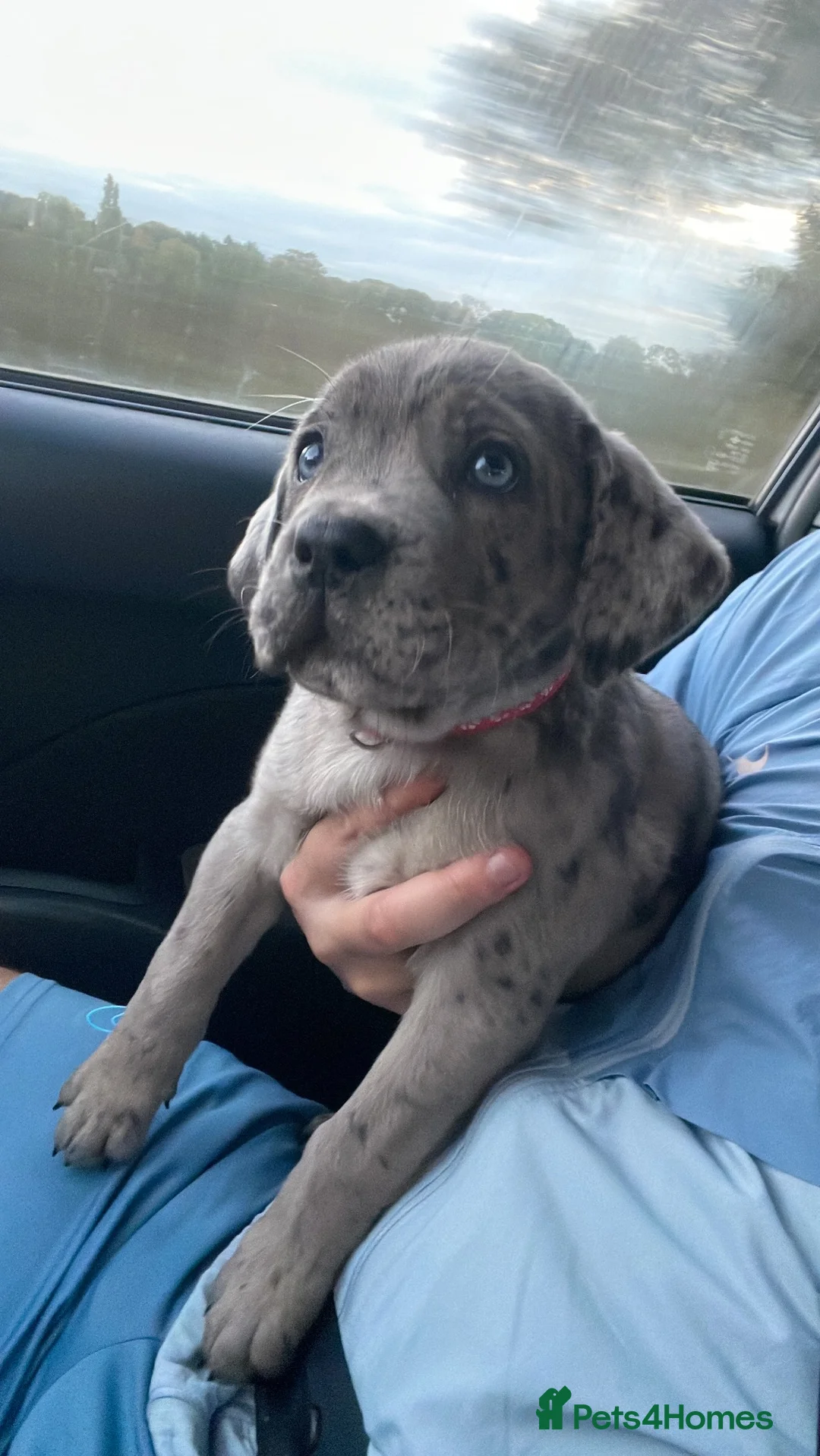 Cane Corso dogs for sale: Cane Corso Merle - Advert 7