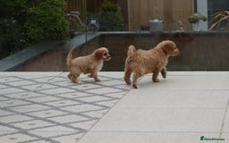 Cavapoo dogs for sale: F1 Cavapoo puppies for sale - Image 5