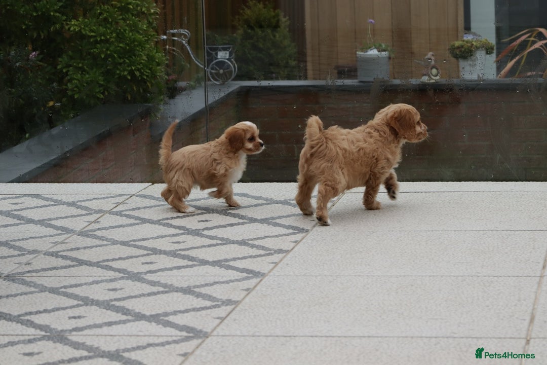 Cavapoo dogs for sale: F1 Cavapoo puppies for sale - Image 5
