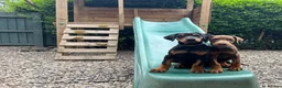 Dobermann dogs for sale: Outstanding KC Health tested Doberman puppies  - Advert 8