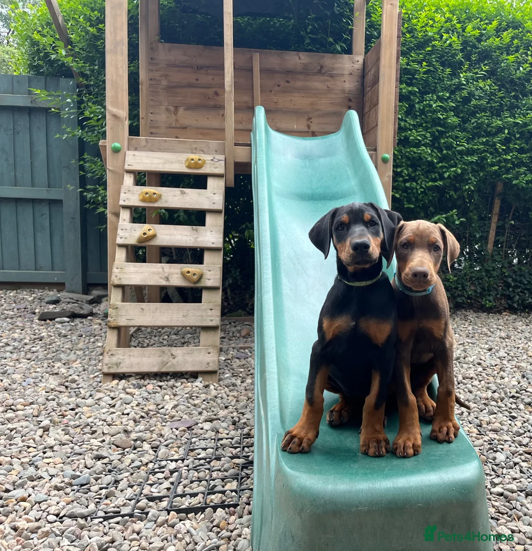 Dobermann dogs for sale: Outstanding KC Health tested Doberman puppies  - Advert 8
