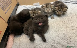 British Shorthair cats for sale: British shorthair kittens - Image 8