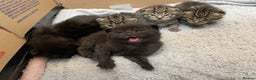 British Shorthair cats for sale: British shorthair kittens - Advert 12