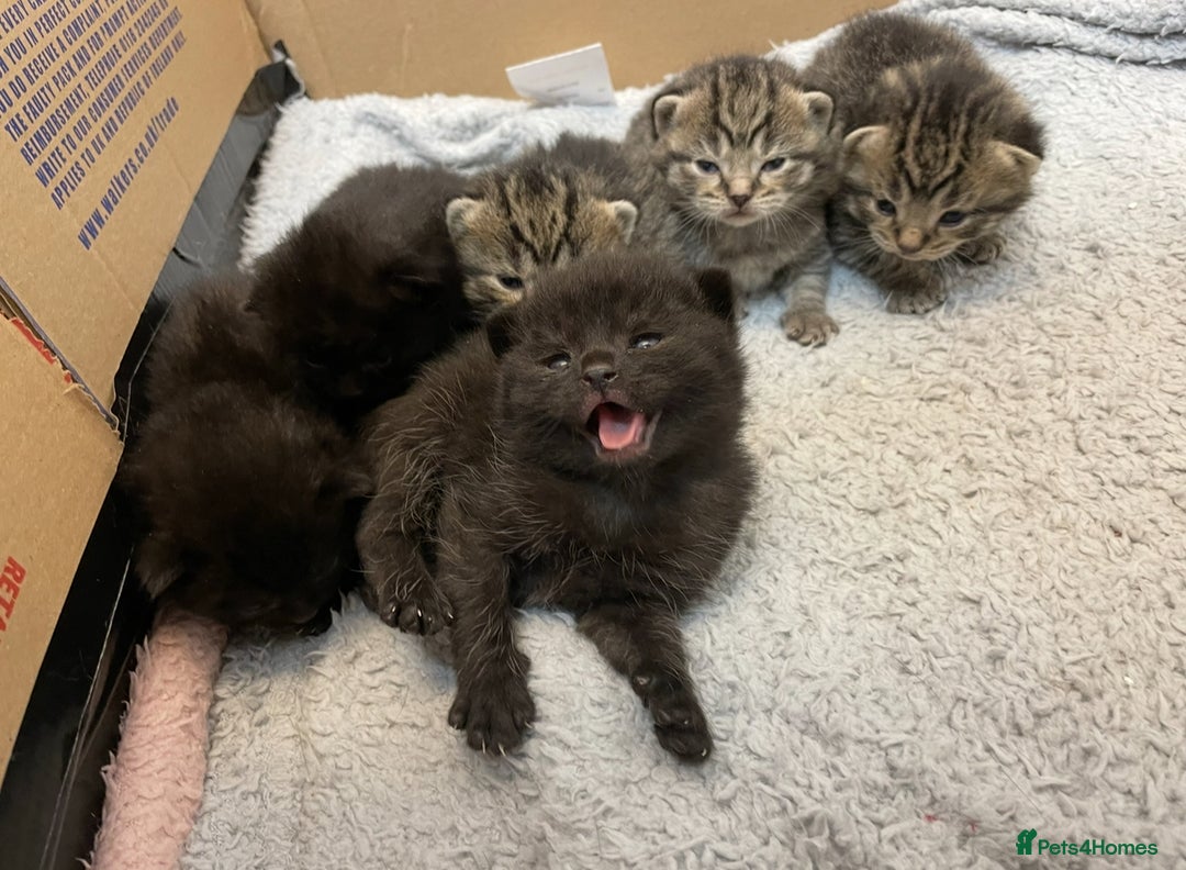 British Shorthair cats for sale: British shorthair kittens - Image 8
