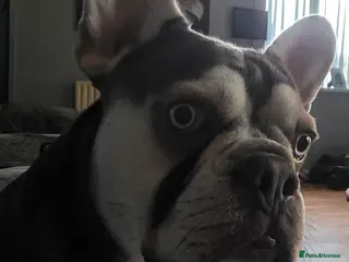 French Bulldog dogs FOR STUD - Advert 1
