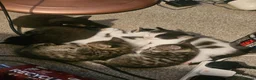 Mixed Breed cats for sale: 6 kittens for sale in Rotherham - Advert 7