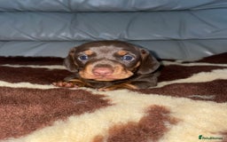 Miniature Dachshund dogs for sale: Miniature dachshund puppy - Image 1