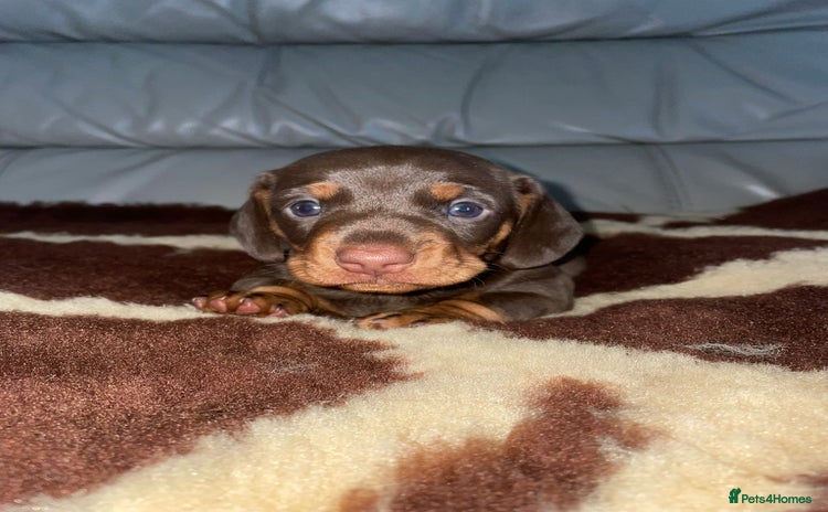 Miniature Dachshund dogs - Advert 10