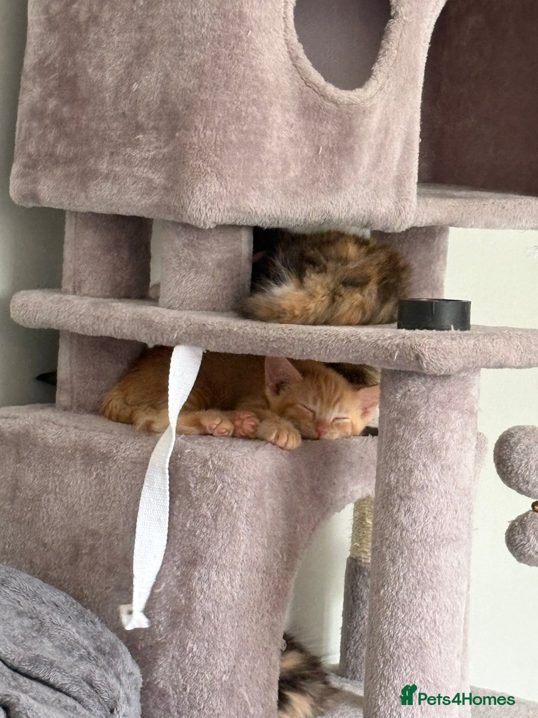 Turkish Van cats for sale: Turkish Van Mix Kittens 8 Weeks Old Ready Now! - Image 23