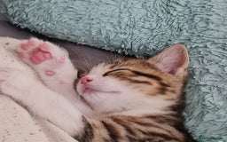 Mixed Breed cats for sale: 2 Beautiful little Boy kittens tabby & black white - Image 14