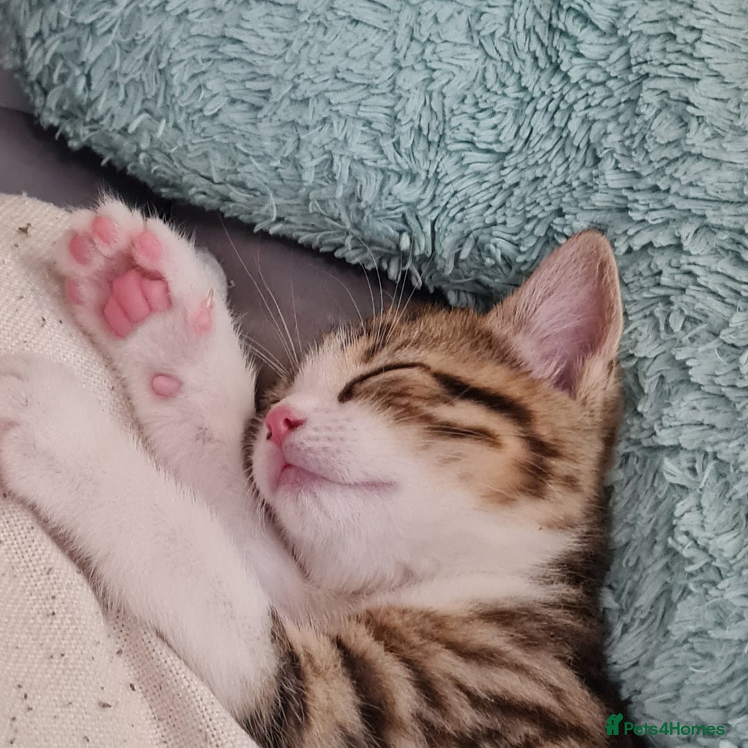 Mixed Breed cats for sale: 2 Beautiful little Boy kittens tabby & black white - Image 14