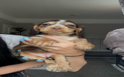 Cocker Spaniel dogs for sale: 7 beautiful chocolate sable cocker spaniels - Image 21