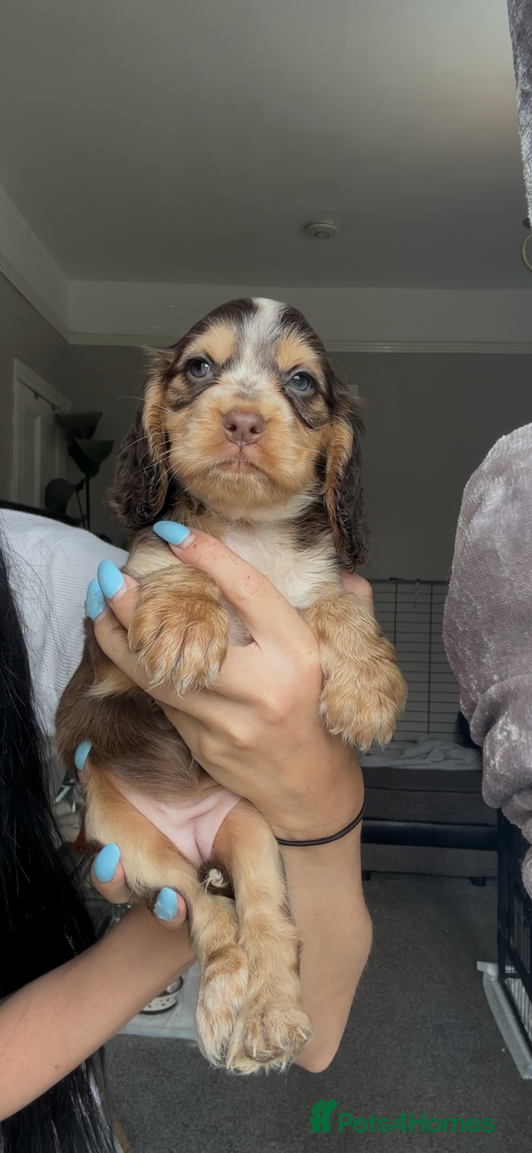 Cocker Spaniel dogs for sale: 7 beautiful chocolate sable cocker spaniels - Image 21