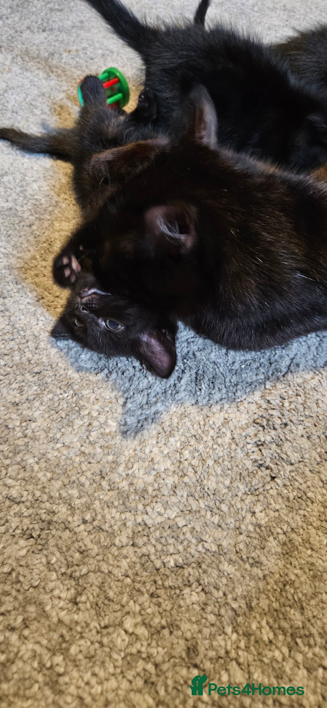 Bombay cats for sale: Kittens ready for new homes  - Image 11