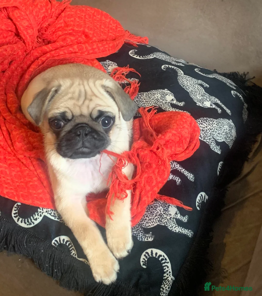 Pug dogs for sale: Gentle pug looking for new family x - Advert 6