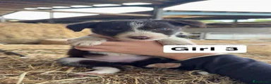 Border Collie 3