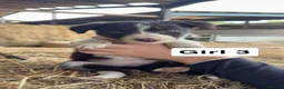 Border Collie dogs for sale: 10 working brown and white border collie pups - Advert 4
