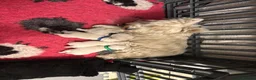 West Highland Terrier dogs for sale: KC gorgeous Westies puppies - Advert 7
