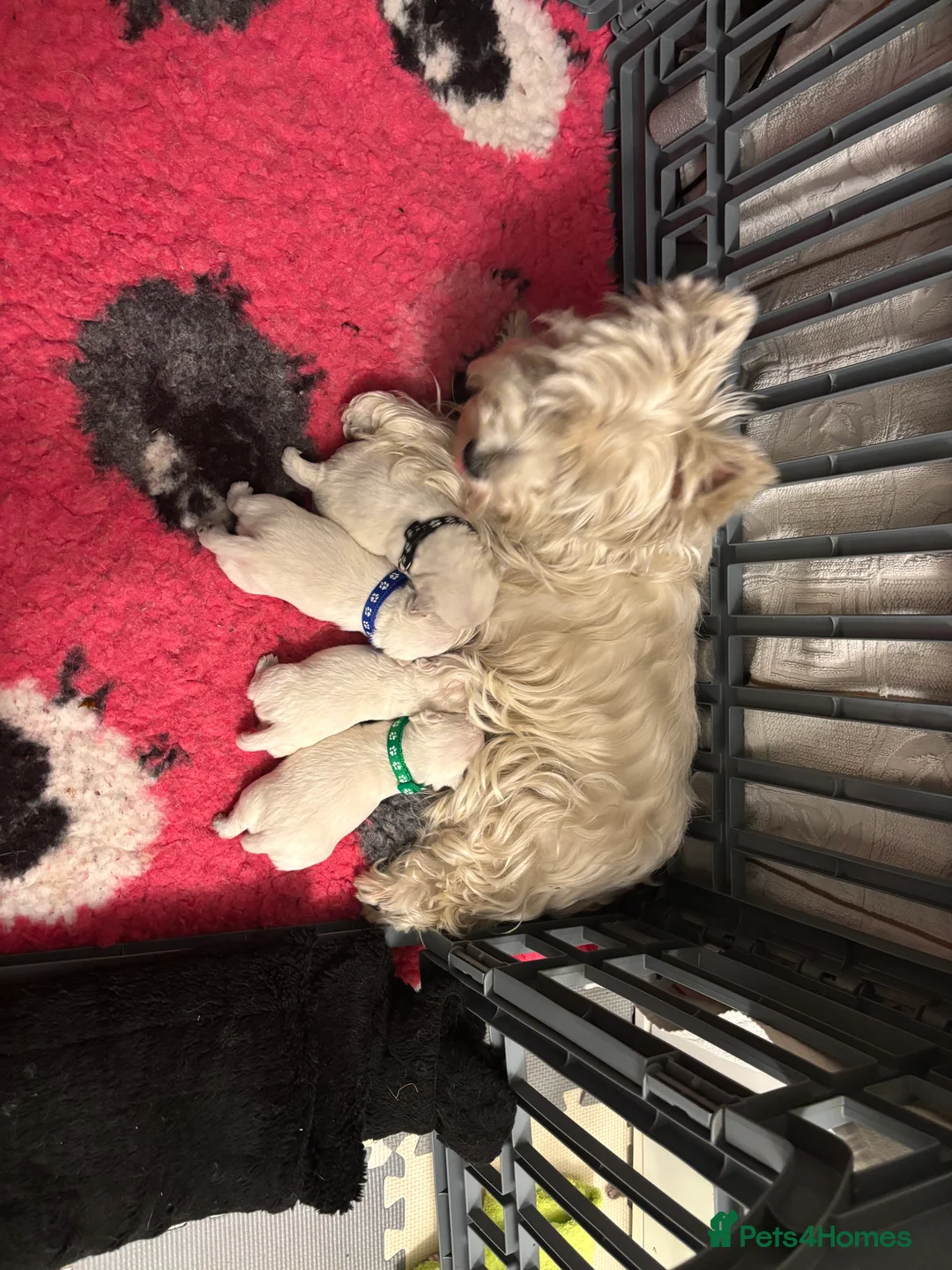 West Highland Terrier dogs for sale: KC gorgeous Westies puppies - Advert 7
