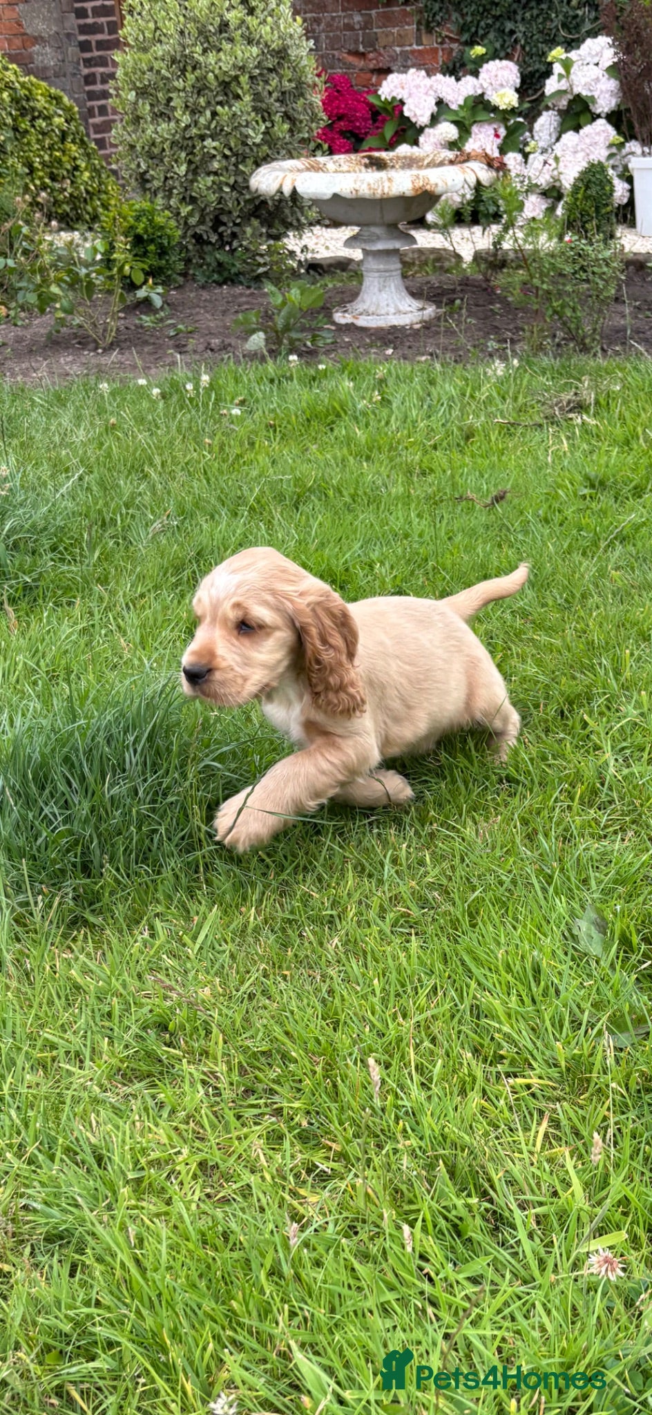 Cocker Spaniel dogs Beautiful KC show cocker spaniels  - Advert 2