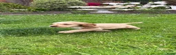 Cocker Spaniel dogs for sale: Beautiful KC show cocker spaniels  - Advert 17