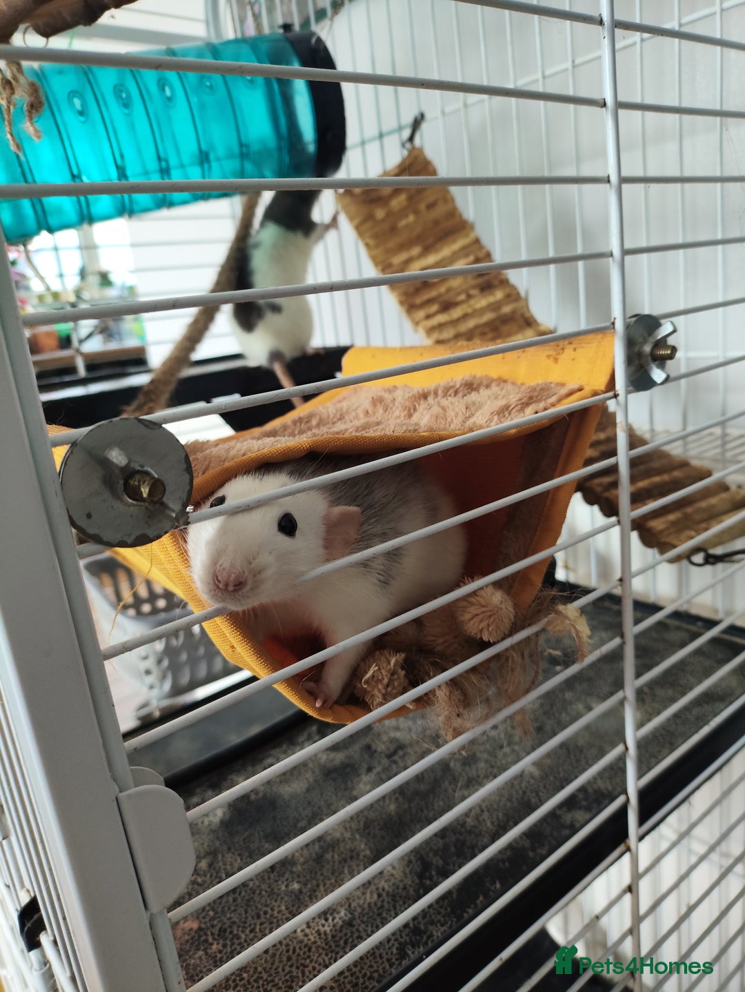 Rat rodents for sale: 2x female Dumbo rats, cage and accessories  - Image 3