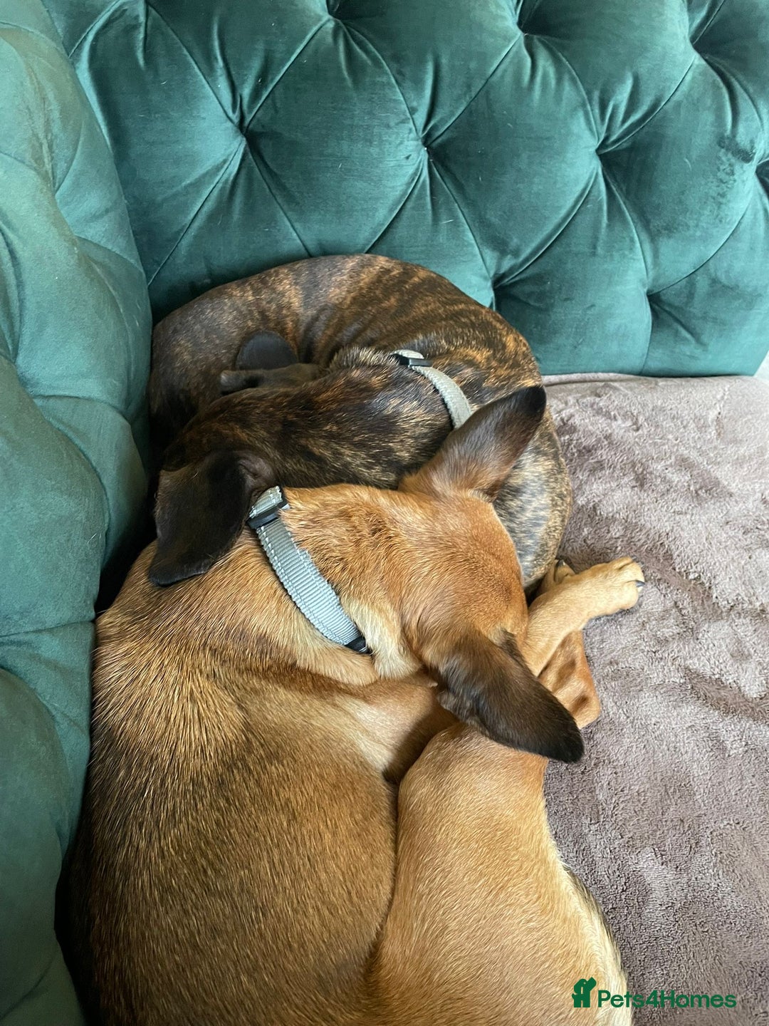 Mixed Breed dogs for adoption: Lovely little Masni wants her home - Advert 15