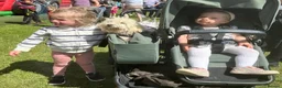 Australian Labradoodle dogs for sale: Miniature Australian Labradoodle Puppies READY May - Advert 22