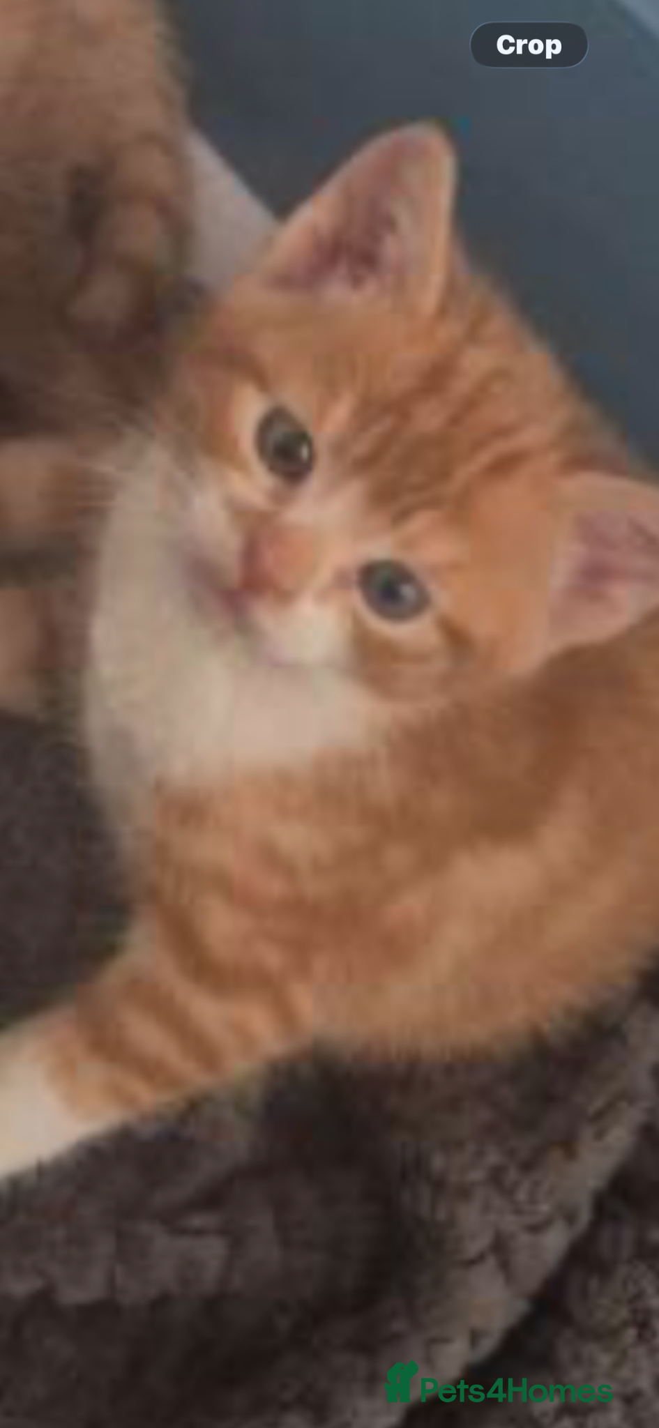 Mixed Breed cats STUNNING X BSH GINGER N WHITE BOYS ONLY 2LEFT NOW  - Advert 1