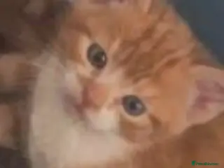 Mixed Breed cats STUNNING X BSH GINGER N WHITE BOYS ONLY 2LEFT NOW - Advert 1