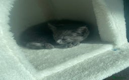 Ragdoll cats for sale: Ragdoll X Kittens for Loving Forever Homes - Image 30