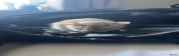 Rat rodents for sale: 4 dumbo rats + cage, food and accessories  in Esher - Advert 5