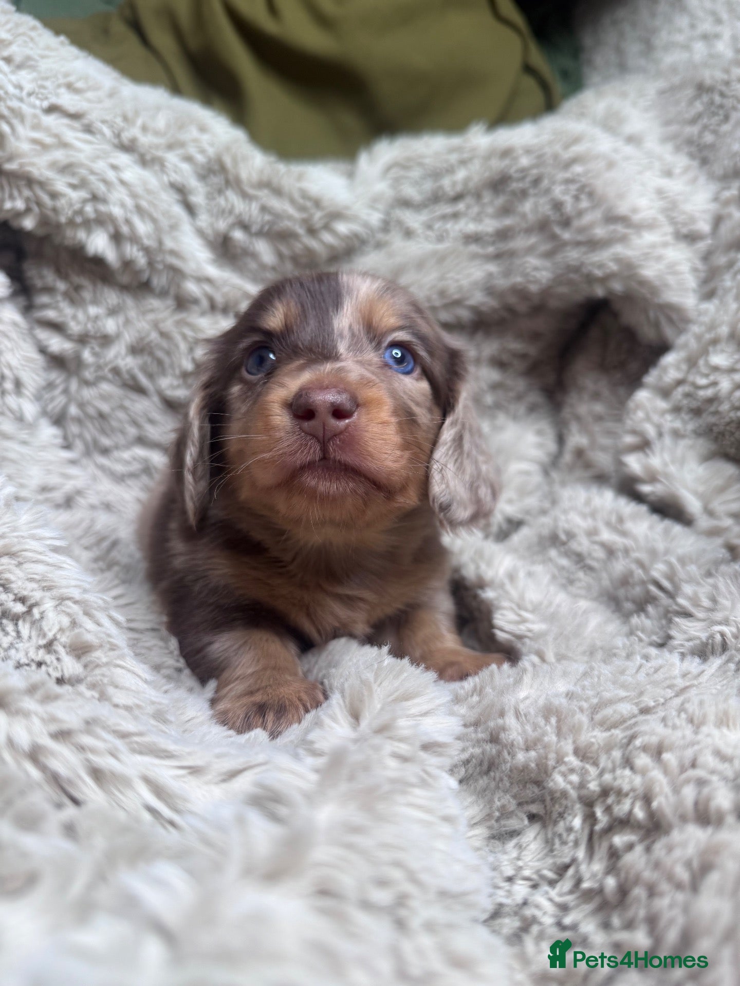 Miniature Dachshund dogs Long haired KC registered - Advert 1