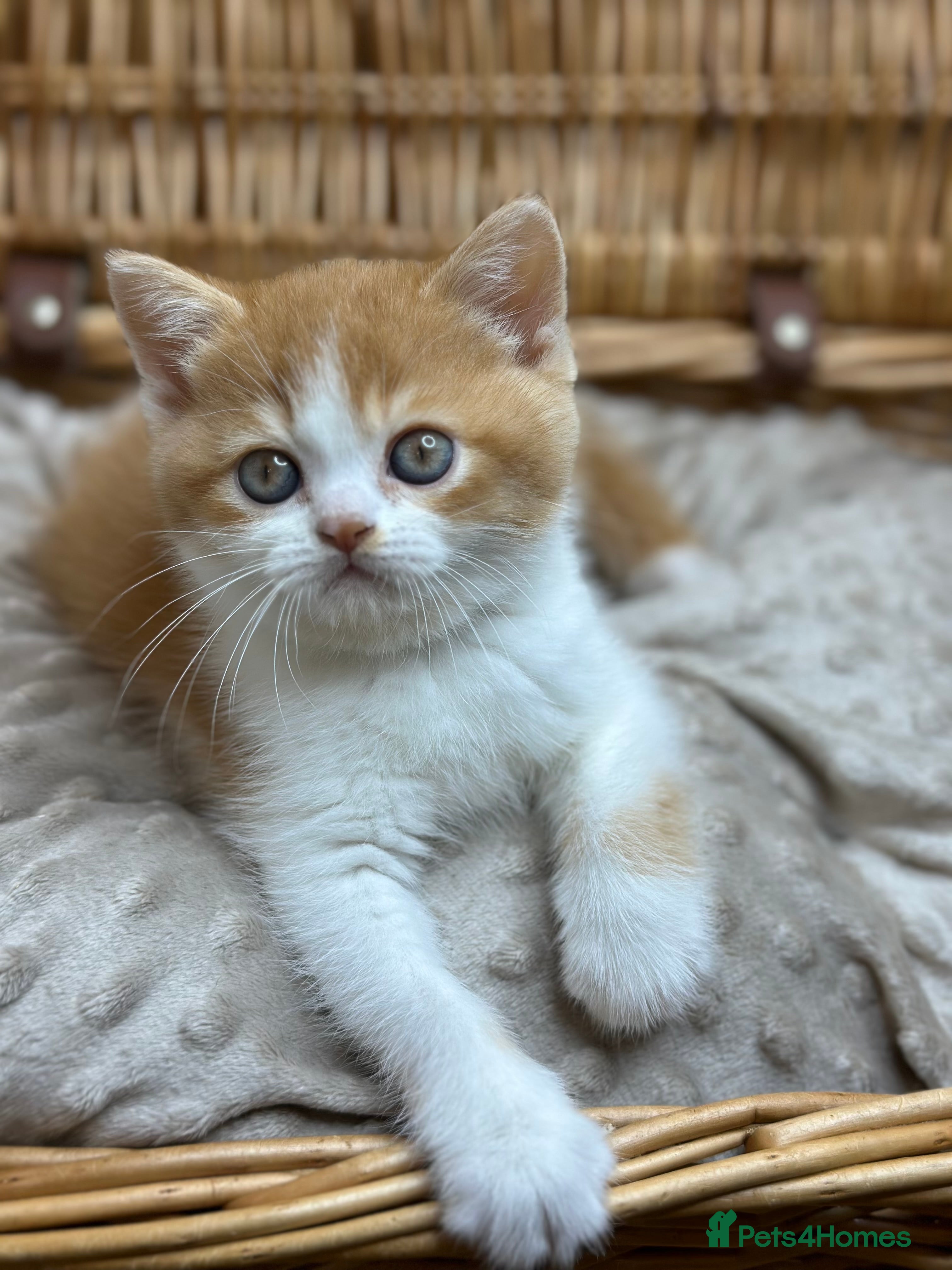 British Shorthair cats TICA, Exceptional line, BSH and BLH kittens🐾 - Advert 4