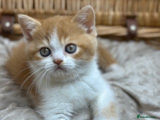 British Shorthair cats TICA, Exceptional line, BSH and BLH kittens🐾 - Advert 4