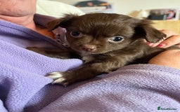 Chihuahua dogs for sale: Rare chocolate chihuahua puppies - Image 40