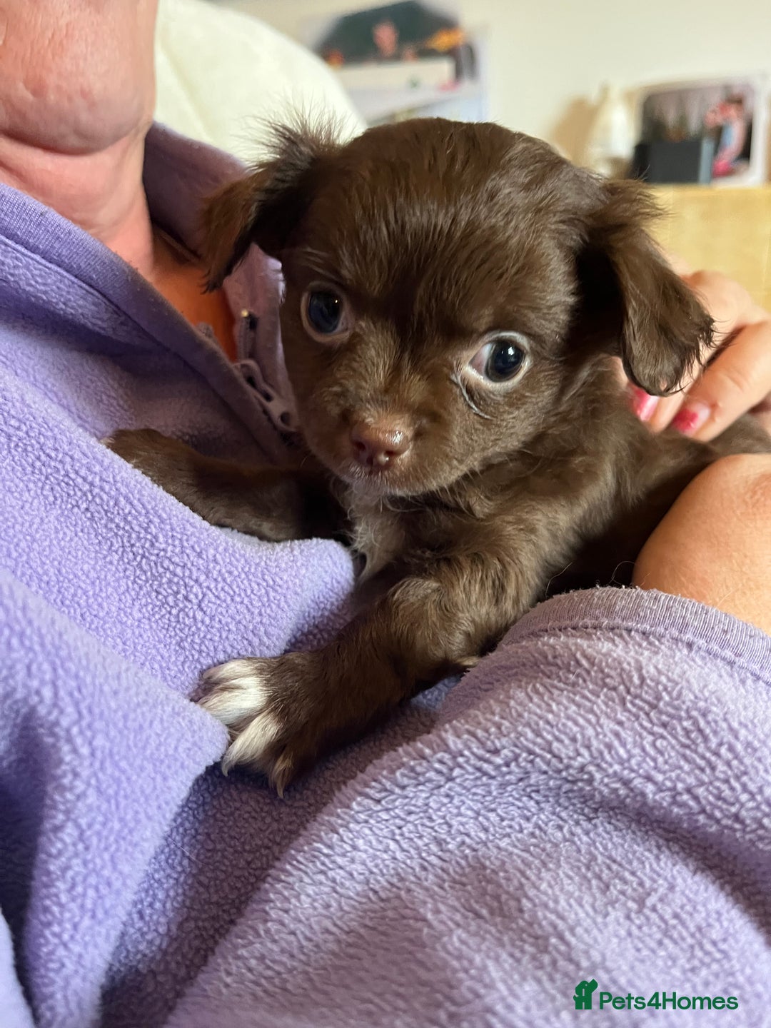 Chihuahua dogs for sale: Rare chocolate chihuahua puppies - Image 40
