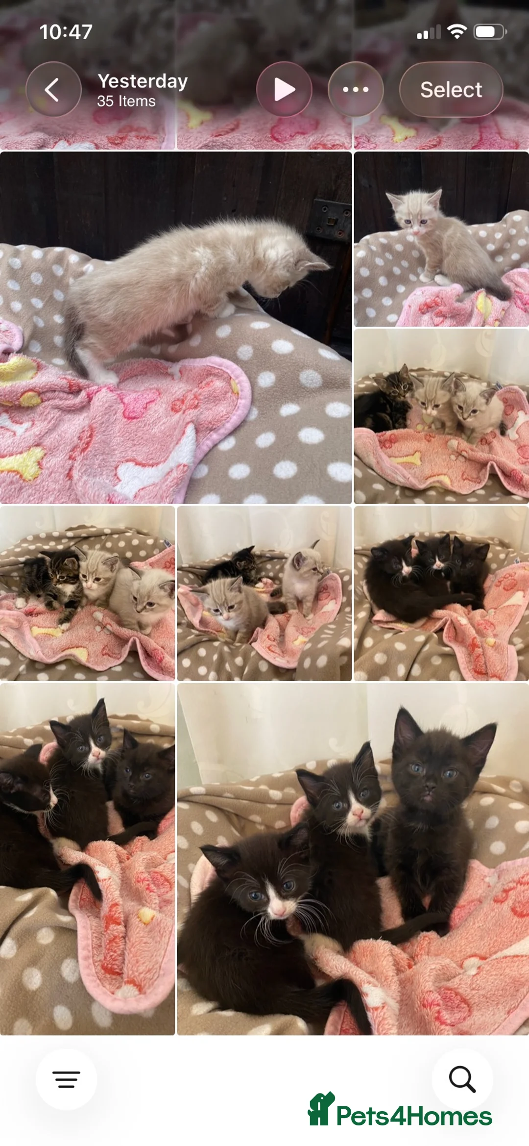 Mixed Breed cats for sale: Kittens for sale  - Advert 16