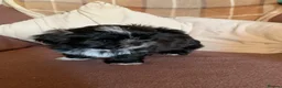 Shih Tzu dogs for sale: Shih Tzu puppies available - Advert 7