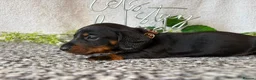 Miniature Dachshund dogs for sale: Reduced💜KC pedigree Mini Dachshund puppies - Advert 32