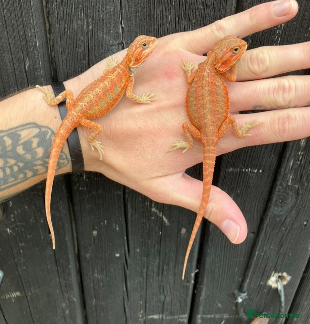 Bearded Dragon reptiles for sale: Various Bearded Dragon Morphs in Downham Market - Image 18