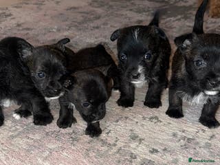 Mixed Breed dogs West highland cross Scottish terriers - Advert 7